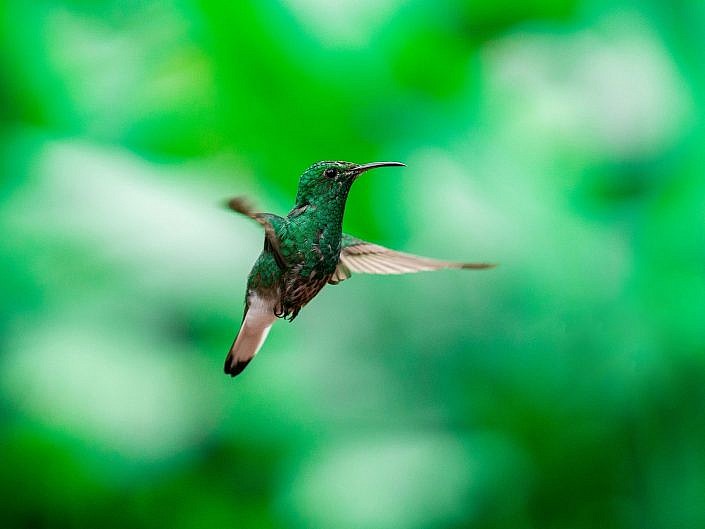 Humming Bird close-up in La Paz Waterfall Garden, Costa Rica