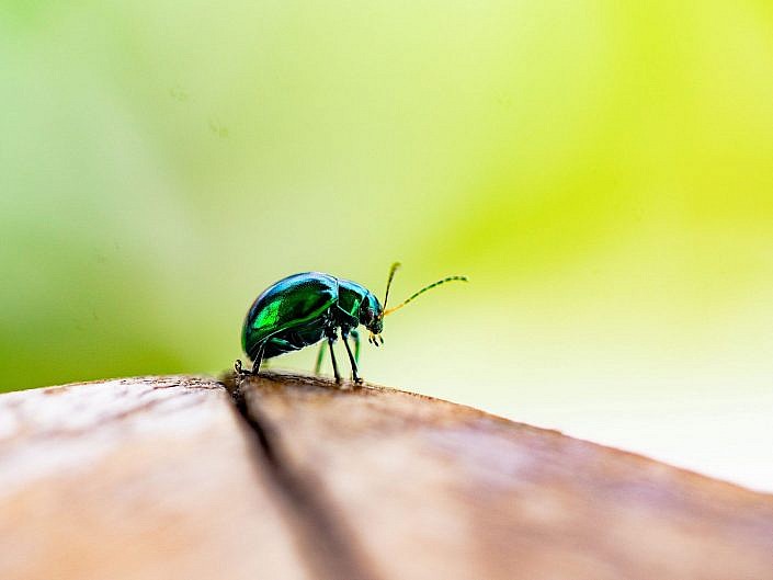 Close up of Green Beatle, Costa Rica